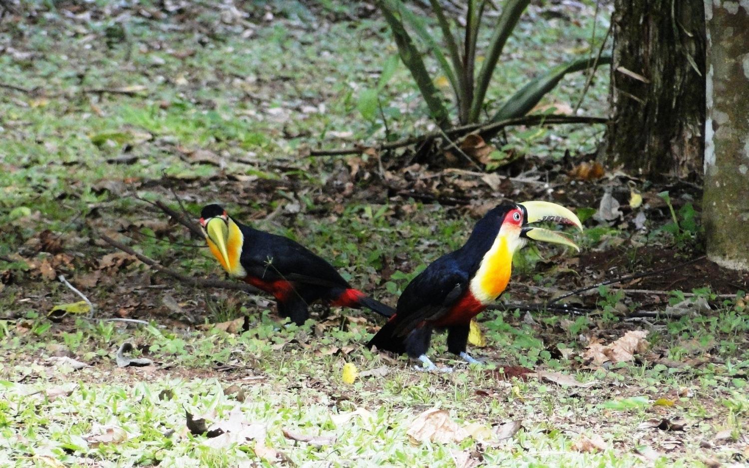 Yasi Yatere Reserva Agroecologica El Soberbio Luaran gambar