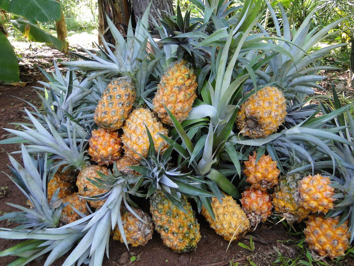 Yasi Yatere Reserva Agroecologica El Soberbio Luaran gambar